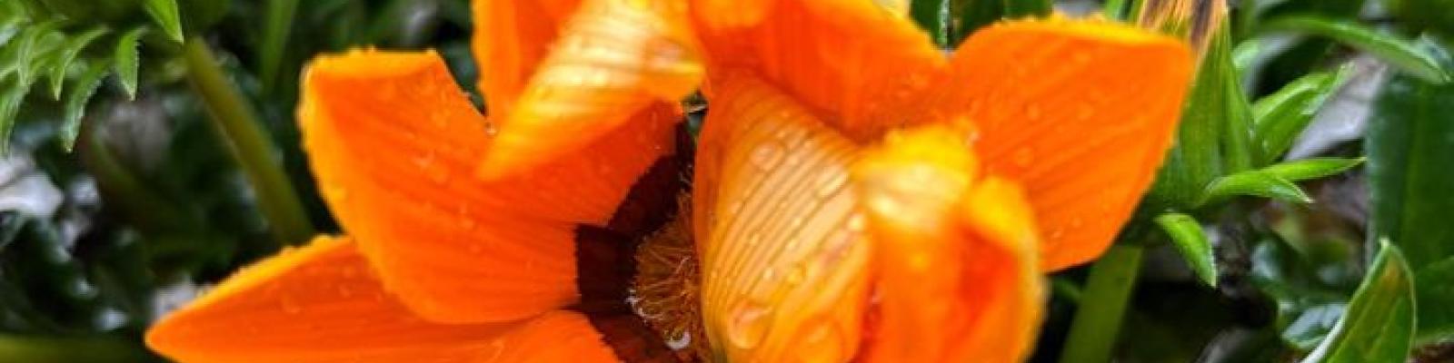 Nieuwsupdate 29 mei - 2024