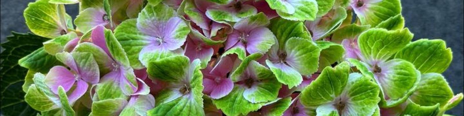 Nieuwsupdate 25 juni - 2024