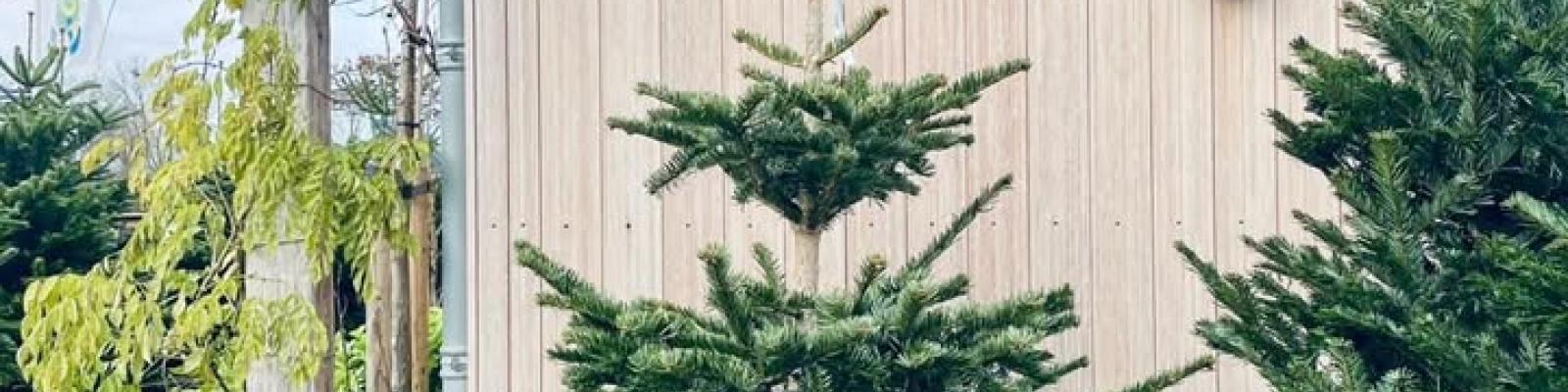 Nieuwsupdate  3 december - 2024