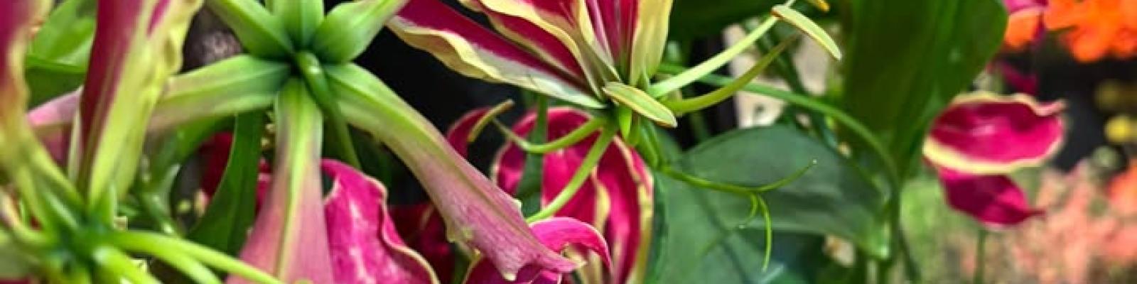 Nieuwsupdate  7 februari - 2025