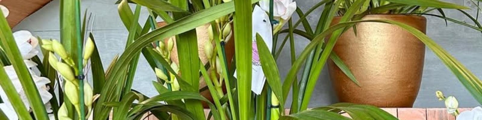 Nieuwsupdate  5 februari - 2025