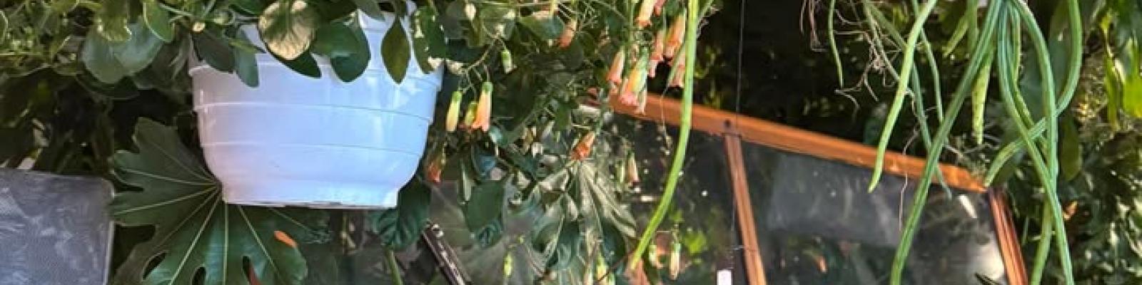 Nieuwsupdate  4 februari - 2025