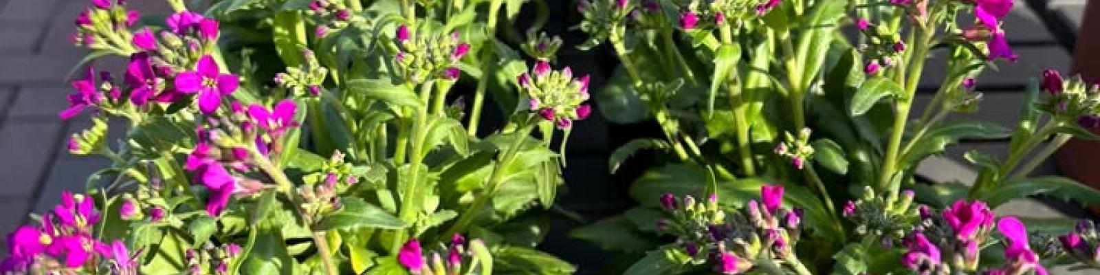 Nieuwsupdate  6 maart - 2025