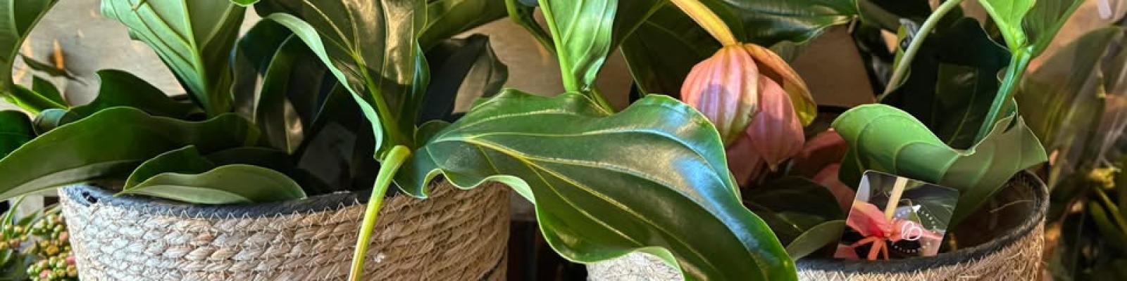 Nieuwsupdate  7 april - 2025