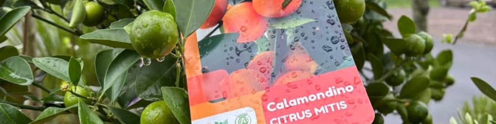 Nieuwsupdate 17 april - 2025