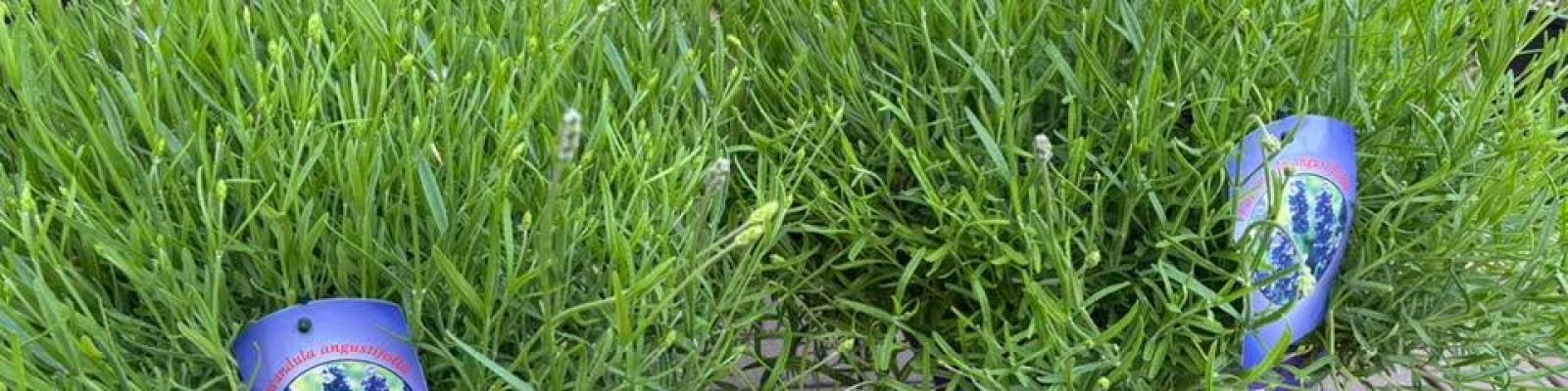 Nieuwsupdate  3 mei - 2025