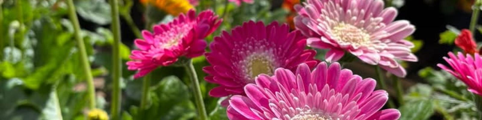 Nieuwsupdate 17 mei - 2025