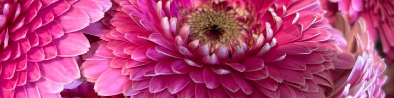 Nieuwsupdate 23 mei - 2025