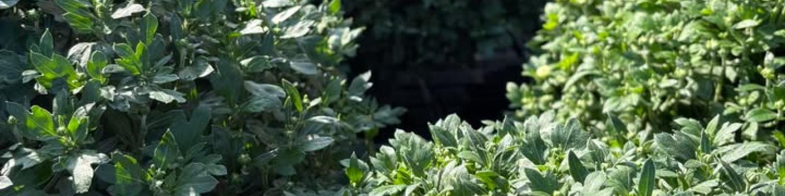 Nieuwsupdate  4 september - 2025